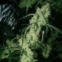 Nepali Queen Regular Marijuana Strain by TGA Seeds For Sale Online at Cannabis Seeds Outlet