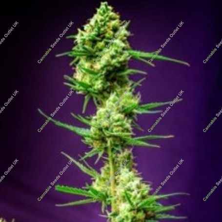Nurse Jackie Regular Marijuana Strain by TGA Seeds For Sale Online at Cannabis Seeds Outlet