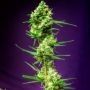 Nurse Jackie Regular Marijuana Strain by TGA Seeds For Sale Online at Cannabis Seeds Outlet