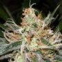 Pandoras Box Regular Marijuana Strain by TGA Seeds For Sale Online at Cannabis Seeds Outlet