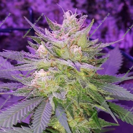 Pina Rita Regular Marijuana Strain by TGA Seeds For Sale Online at Cannabis Seeds Outlet