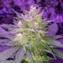 Pina Rita Regular Marijuana Strain by TGA Seeds For Sale Online at Cannabis Seeds Outlet