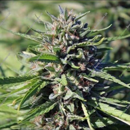 Purgatory Regular Marijuana Strain by TGA Seeds For Sale Online at Cannabis Seeds Outlet
