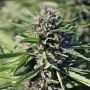 Purgatory Regular Marijuana Strain by TGA Seeds For Sale Online at Cannabis Seeds Outlet