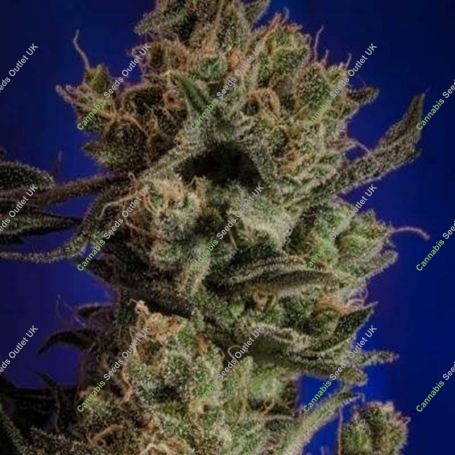 Professor Chaos Regular Marijuana Strain by TGA Seeds For Sale Online at Cannabis Seeds Outlet
