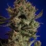 Professor Chaos Regular Marijuana Strain by TGA Seeds For Sale Online at Cannabis Seeds Outlet