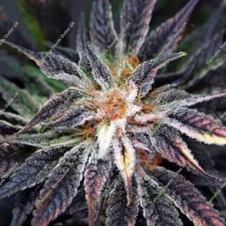 Qleaner Regular Marijuana Strain by TGA Seeds For Sale Online at Cannabis Seeds Outlet