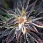Qleaner Regular Marijuana Strain by TGA Seeds For Sale Online at Cannabis Seeds Outlet