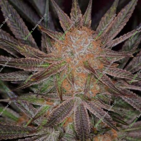 Qrazy Train Regular Marijuana Strain by TGA Seeds For Sale Online at Cannabis Seeds Outlet
