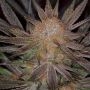 Qrazy Train Regular Marijuana Strain by TGA Seeds For Sale Online at Cannabis Seeds Outlet