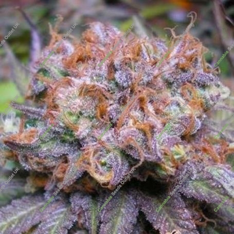 Querkle Regular Marijuana Strain by TGA Seeds For Sale Online at Cannabis Seeds Outlet