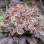 Querkle Regular Marijuana Strain by TGA Seeds For Sale Online at Cannabis Seeds Outlet