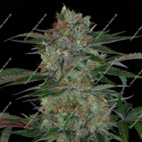Qush Regular Marijuana Strain by TGA Seeds For Sale Online at Cannabis Seeds Outlet