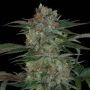Qush Regular Marijuana Strain by TGA Seeds For Sale Online at Cannabis Seeds Outlet