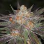 Ripped Bubba Regular TGA Subcool Cannabis Seeds