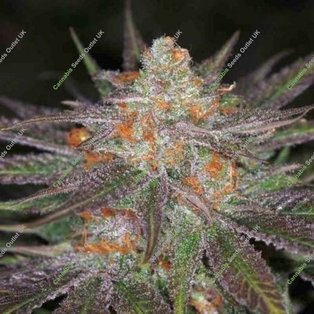 Ripped Bubba Regular Marijuana Strain by TGA Seeds For Sale Online at Cannabis Seeds Outlet