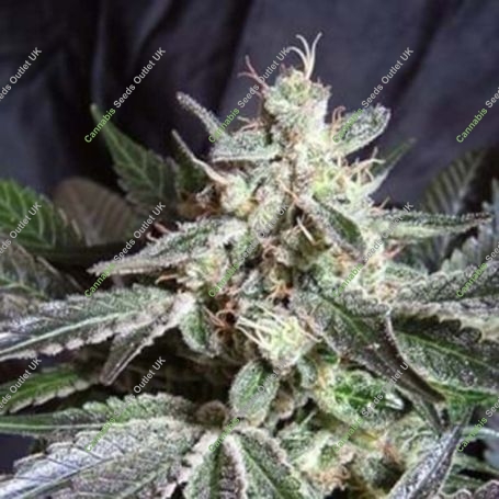 Scarlet Queen Regular Marijuana Strain by TGA Seeds For Sale Online at Cannabis Seeds Outlet