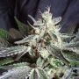 Scarlet Queen Regular Marijuana Strain by TGA Seeds For Sale Online at Cannabis Seeds Outlet
