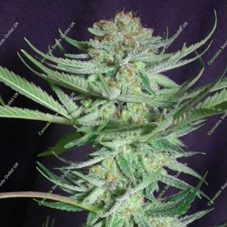 Shangri La Regular Marijuana Strain by TGA Seeds For Sale Online at Cannabis Seeds Outlet