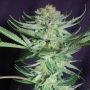 Shangri La Regular Marijuana Strain by TGA Seeds For Sale Online at Cannabis Seeds Outlet