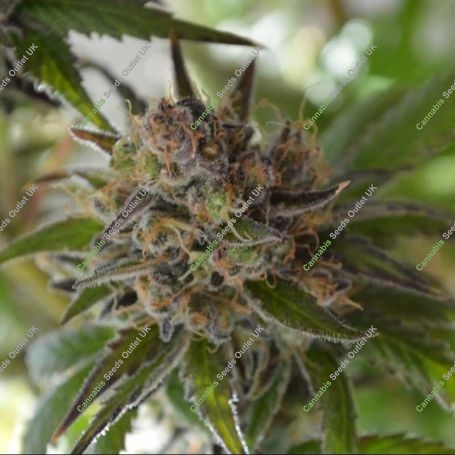 Space Candy Regular Marijuana Strain by TGA Seeds For Sale Online at Cannabis Seeds Outlet