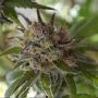 Space Candy Regular Marijuana Strain by TGA Seeds For Sale Online at Cannabis Seeds Outlet