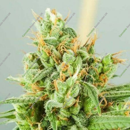 Strawberry Daquiri KK Regular Marijuana Strain by TGA Seeds For Sale Online at Cannabis Seeds Outlet