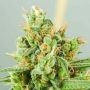 Strawberry Daquiri KK Regular Marijuana Strain by TGA Seeds For Sale Online at Cannabis Seeds Outlet