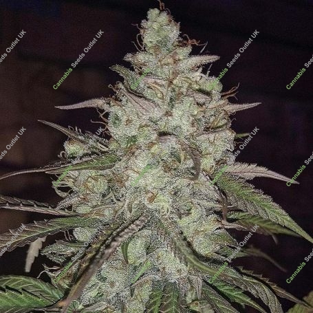 Strelka Regular Marijuana Strain by TGA Seeds For Sale Online at Cannabis Seeds Outlet