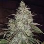 Strelka Regular Marijuana Strain by TGA Seeds For Sale Online at Cannabis Seeds Outlet