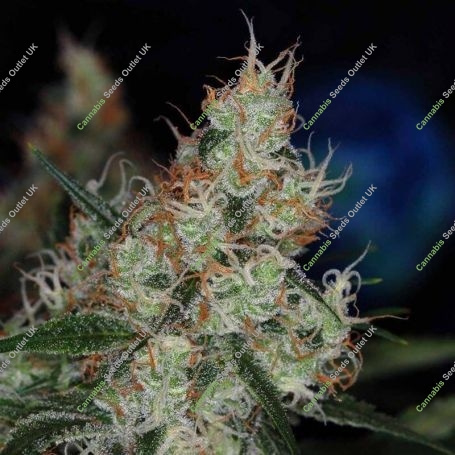 The Third Dimension Regular Marijuana Strain by TGA Seeds For Sale Online at Cannabis Seeds Outlet
