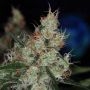 The Third Dimension Regular Marijuana Strain by TGA Seeds For Sale Online at Cannabis Seeds Outlet