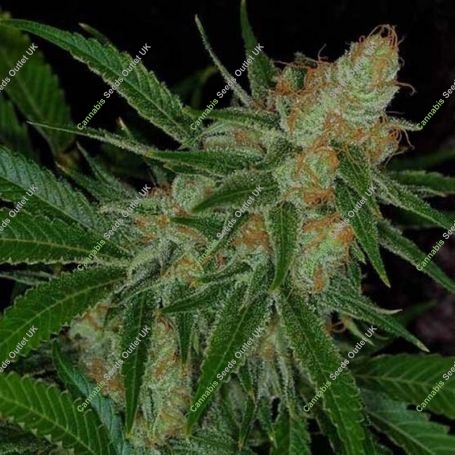 The Vortex Regular Marijuana Strain by TGA Seeds For Sale Online at Cannabis Seeds Outlet
