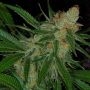 The Vortex Regular Marijuana Strain by TGA Seeds For Sale Online at Cannabis Seeds Outlet