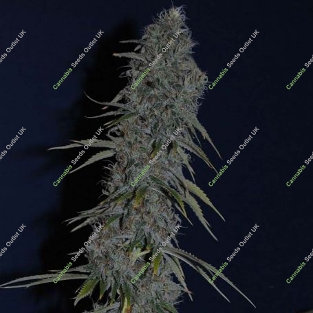 Timewreck Regular Marijuana Strain by TGA Seeds For Sale Online at Cannabis Seeds Outlet