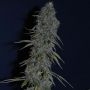 Timewreck Regular Marijuana Strain by TGA Seeds For Sale Online at Cannabis Seeds Outlet
