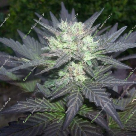 Tao Blueberry Auto Regular Marijuana Strain by Top Tao For Sale Online at Cannabis Seeds Outlet