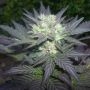 Tao Blueberry Auto Regular Marijuana Strain by Top Tao For Sale Online at Cannabis Seeds Outlet