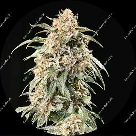 Big Auto Tao Regular Marijuana Strain by Top Tao For Sale Online at Cannabis Seeds Outlet