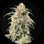Big Auto Tao Regular Marijuana Strain by Top Tao For Sale Online at Cannabis Seeds Outlet