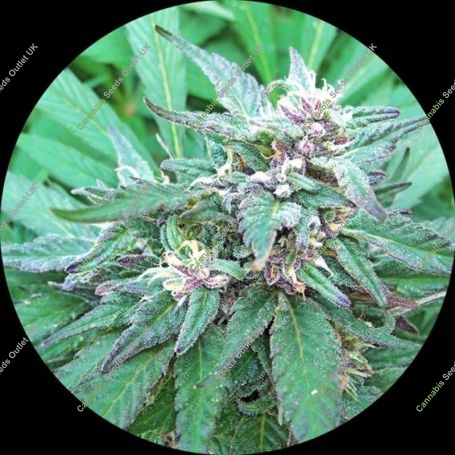 Blueberry Crystal Regular Marijuana Strain by Top Tao For Sale Online at Cannabis Seeds Outlet