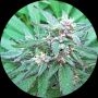 Blueberry Crystal Regular Marijuana Strain by Top Tao For Sale Online at Cannabis Seeds Outlet