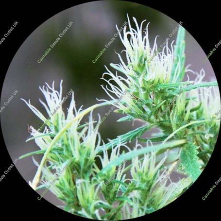 CBD Haze Auto Regular Marijuana Strain by Top Tao For Sale Online at Cannabis Seeds Outlet