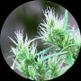 CBD Haze Auto Regular Marijuana Strain by Top Tao For Sale Online at Cannabis Seeds Outlet