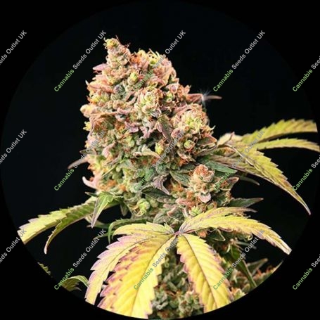 Demon Auto Tao Regular Marijuana Strain by Top Tao For Sale Online at Cannabis Seeds Outlet