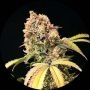 Demon Auto Tao Regular Marijuana Strain by Top Tao For Sale Online at Cannabis Seeds Outlet
