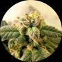 Early Regular Marijuana Strain by Top Tao For Sale Online at Cannabis Seeds Outlet