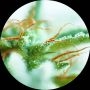 Early Sativa Regular Marijuana Strain by Top Tao For Sale Online at Cannabis Seeds Outlet