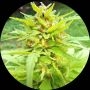 Golden Cannary Auto Regular Marijuana Strain by Top Tao For Sale Online at Cannabis Seeds Outlet