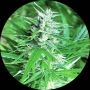 Haze Auto Tao Regular Marijuana Strain by Top Tao For Sale Online at Cannabis Seeds Outlet